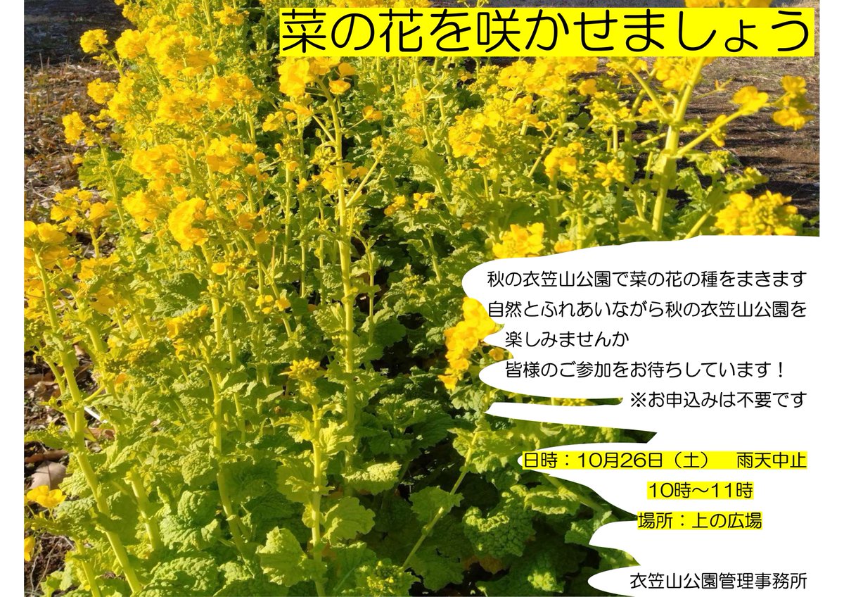 kinuyamakouen's tweet photo. 秋の衣笠山公園を楽しみながら、菜の花の種をまきにきませんか。
どうぞお気軽にご参加ください。
お申込みは不要です。
10月26日（土）10時～11時　上の広場
（雨天の場合は中止です） https://t.co/ztwUYRDolN