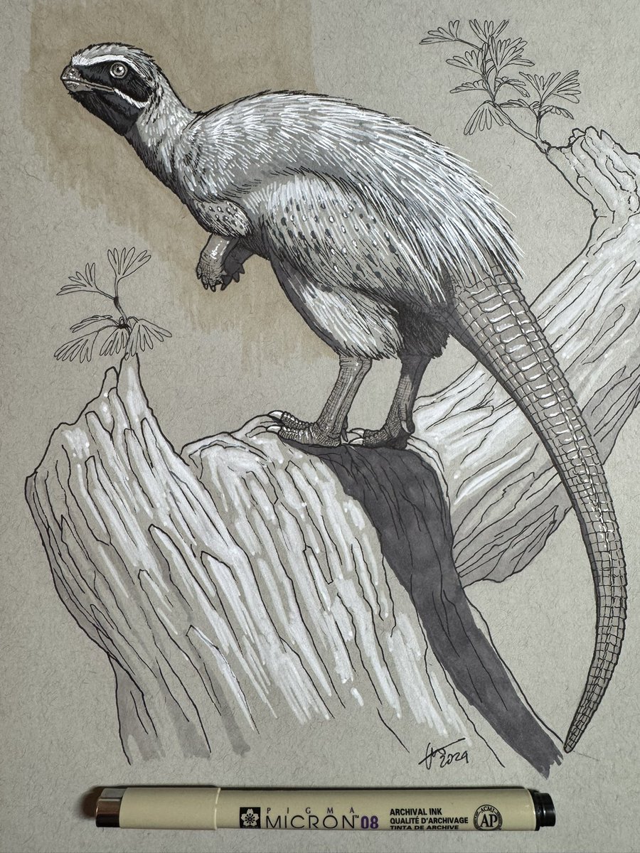 Gabriel N. U. tweet media