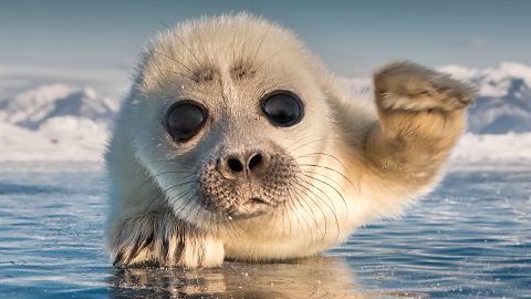 WAIT 🦭✋ they don’t love you like I love you