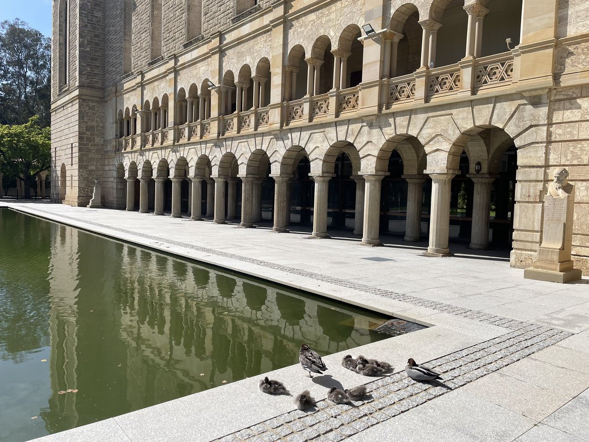 We have some new babies enjoying the sunshine at <a href="/uwanews/">UWA</a>  outside #WinthropHall. #ducklings