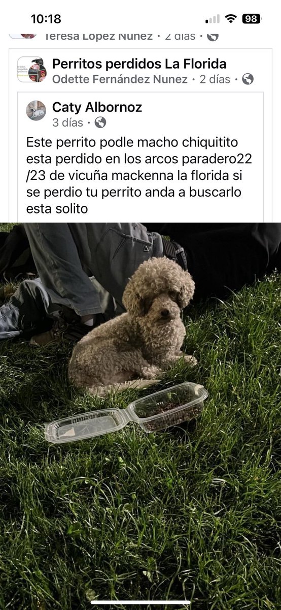 Atención 🆘 perrito poodle macho pequeñito busca a su familia perdido en #laflorida paradero 23 vicuña mackenna rt