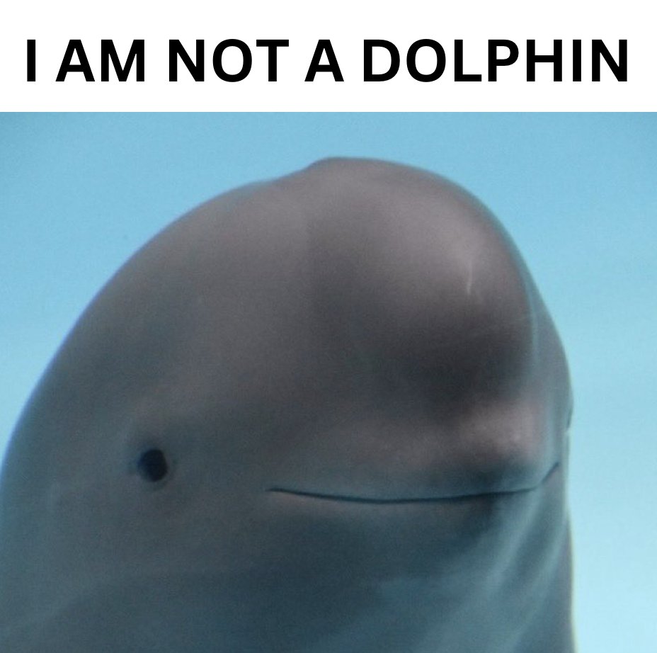 $HANBAO e/acc 🔱🏴☠️🌊 tweet media