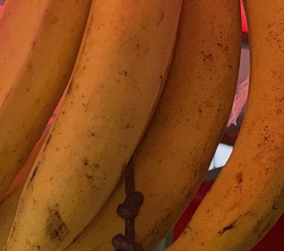 JACS4U2's tweet photo. J$500 for a single plantain???  Is this for real?? How much do you pay for a plantain??? #blameitonberyl #foodpricesupdeh 
#substituteforplantain https://t.co/eHv4KFSnh1