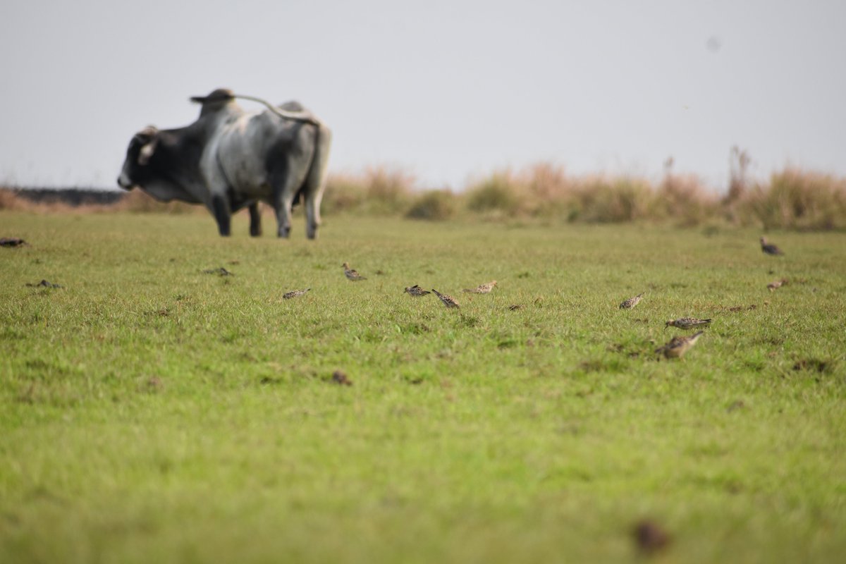 The "Beni Eco-friendly Ranching Alliance" is now a reality! : Promoting Sustainable Ranching to Preserve the Beni Savanna and Biodiversity
armoniabolivia.org/beni-eco-frien…