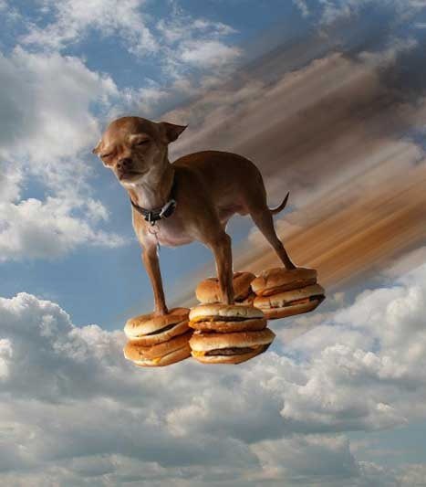 ThroneExpert's tweet image. #FLYDOG