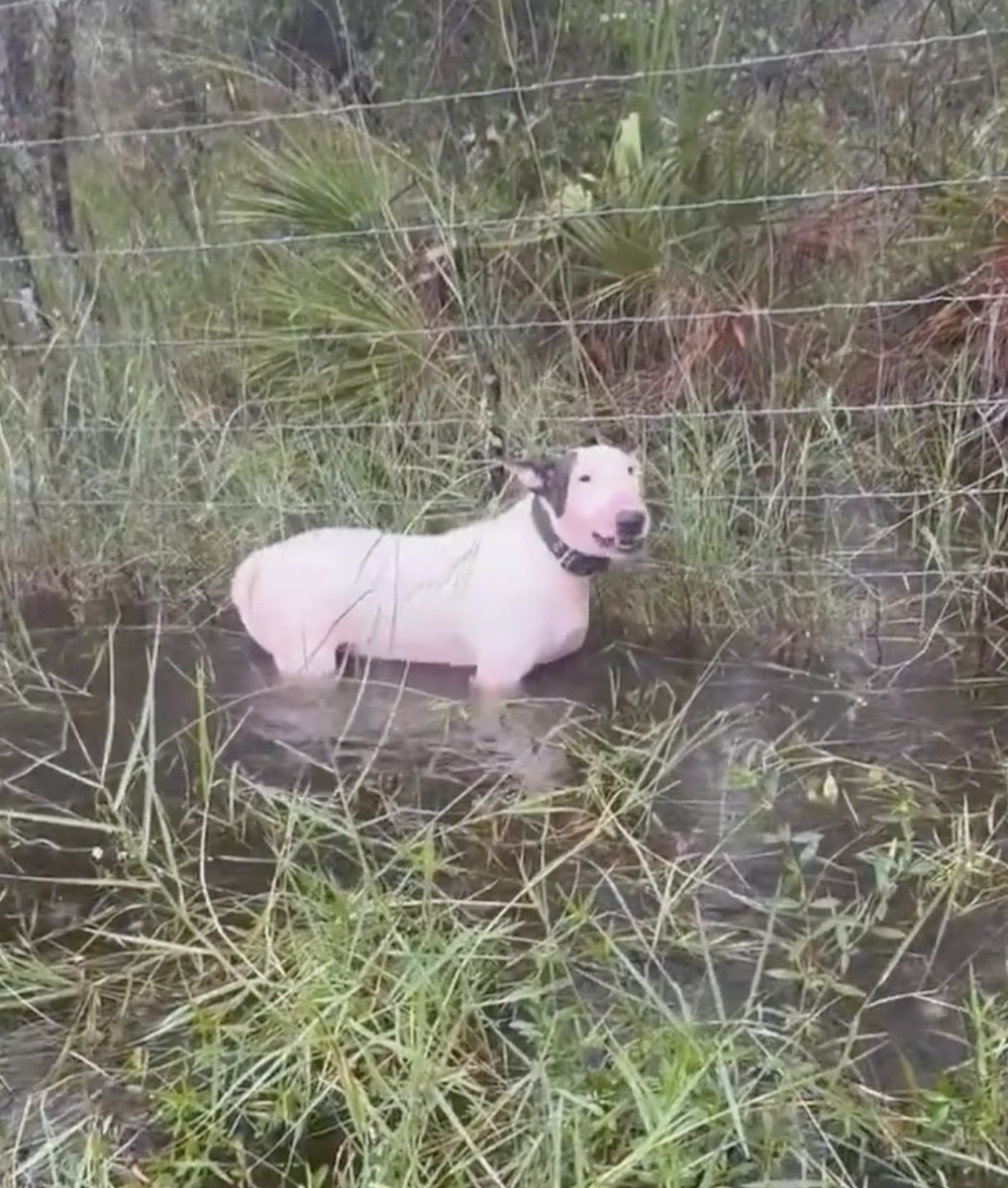 UHN_Plus's tweet photo. 🇺🇸 | DESANTIS: “¡INDIGNANTE!”

El gobernador Ron DeSantis reaccionó con indignación al video viral de un perro atado y abandonado antes del paso del huracán Milton. 

“Es inaceptable dejar un perro amarrado antes de una tormenta. El veterinario confirmó que está bien de salud, y podríamos ponerlo en adopción para que los floridanos compitan por darle un hogar. Espero que encuentren al responsable y le caiga todo el peso de la ley. Tenemos leyes estrictas contra el maltrato animal en Florida, y no lo toleramos”.