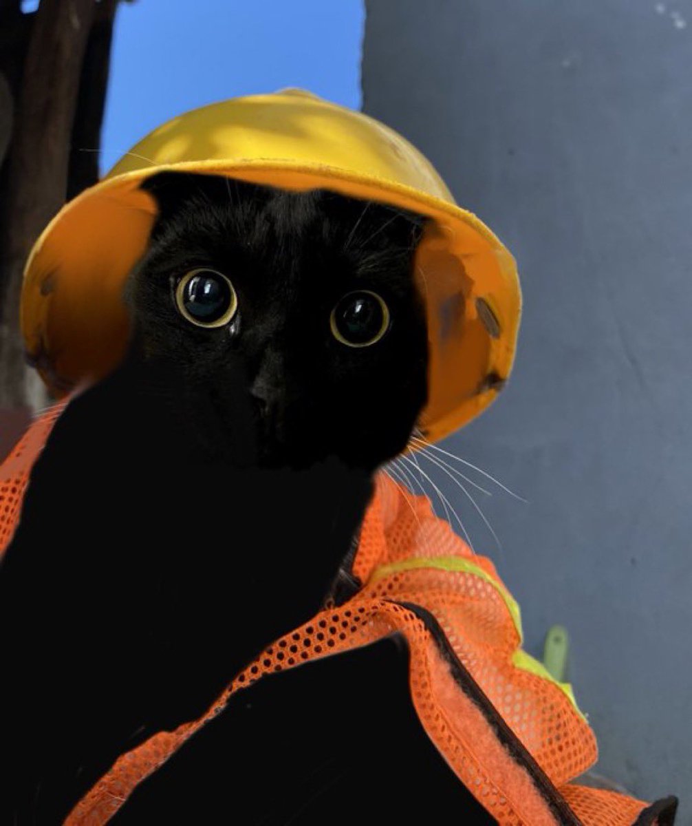 the team decided to buy another 3% and lock it

putting us at 15% of the supply locked.

meooowwwnji is building.

먼지