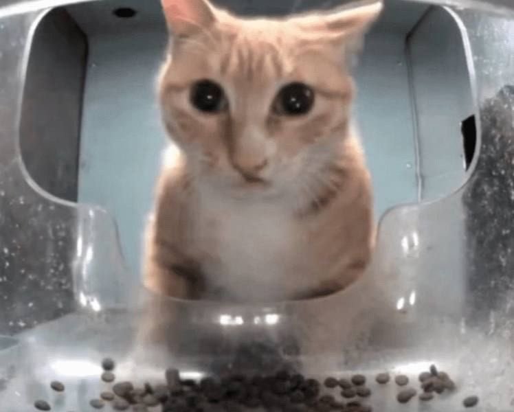 𝐎𝐫𝐩𝐡𝐞𝐮𝐬. (@mentorofdeceit) on Twitter photo 