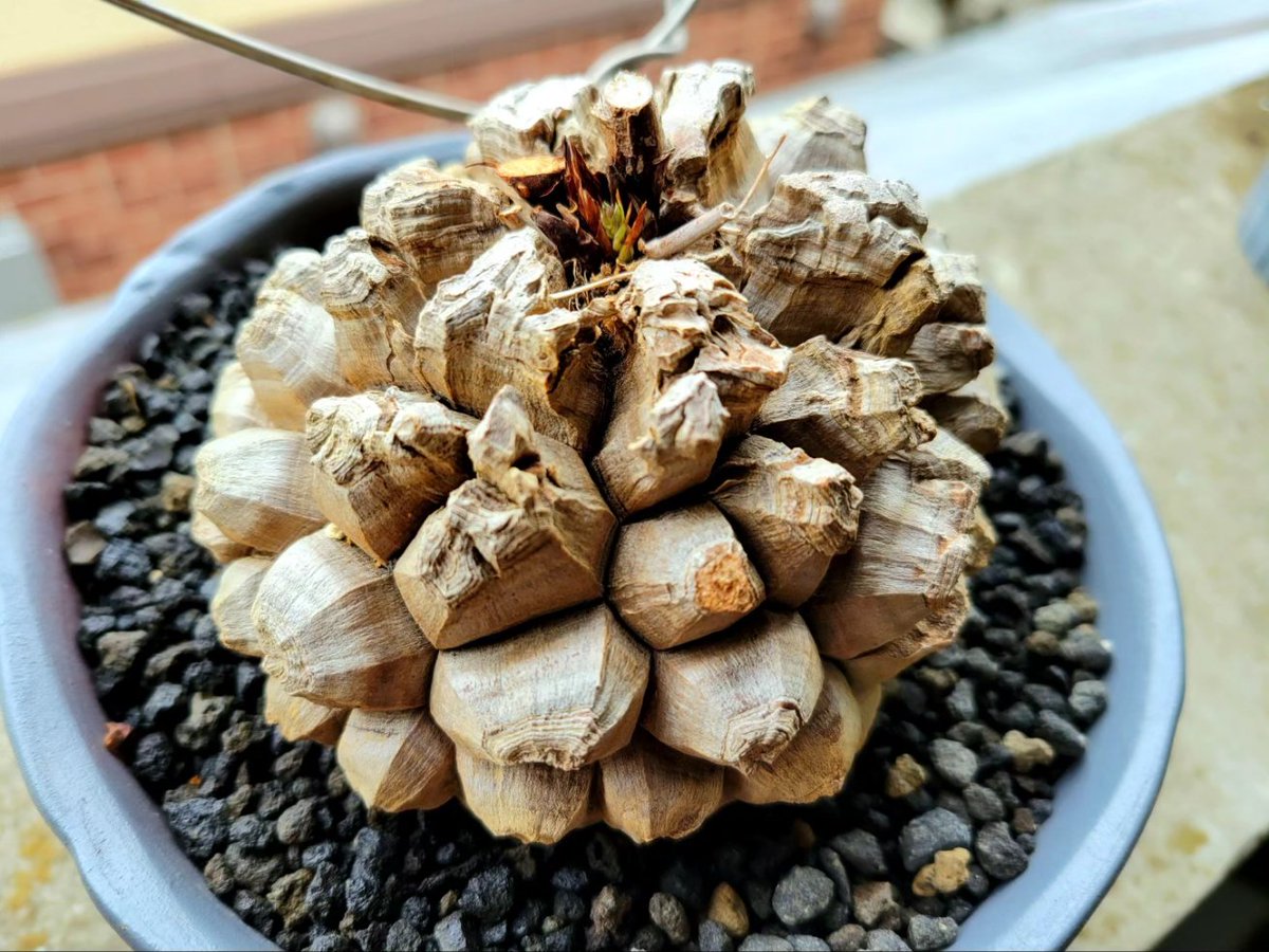 drybizarre's tweet image. Dioscorea elephantipes

いつも8月上旬には目を覚ます亀甲竜

10月に入ってようやく目覚めた💦

昨年、台風で2階のバルコニーから1階の庭に落としてしまったので塊根にダメージが入って枯れてしまったのかと不安だったけど良かった(^-^)

#亀甲竜
#Dioscorea
#塊根植物