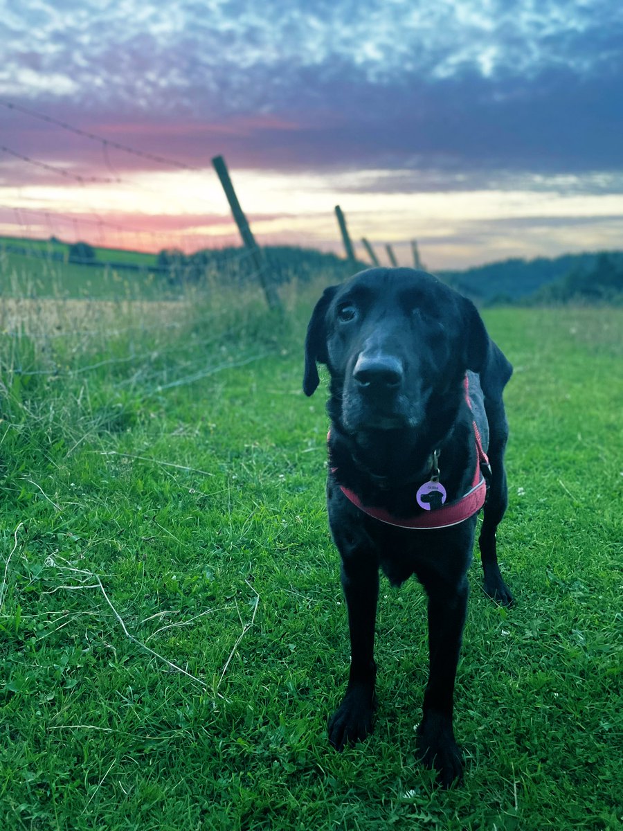 LittleMoRescuePup tweet media