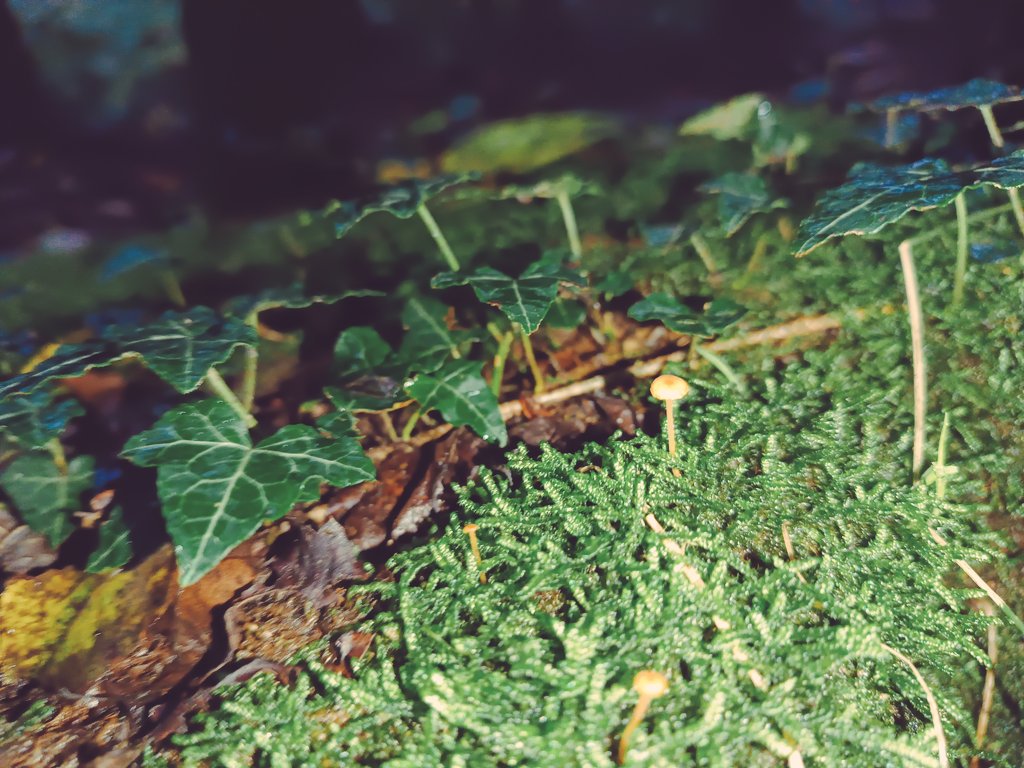 DaniV328's tweet photo. Va bene, molti #funghi sono deliziosi, ma anche quelli meno invitanti fanno magie! Riciclano, coccolano il suolo e tengono in piedi l'ecosistema. Veri supereroi in incognito! 🍄💚 #FunghiPower #Natura #AutumnBeauty https://t.co/ogJ0fGtsuJ