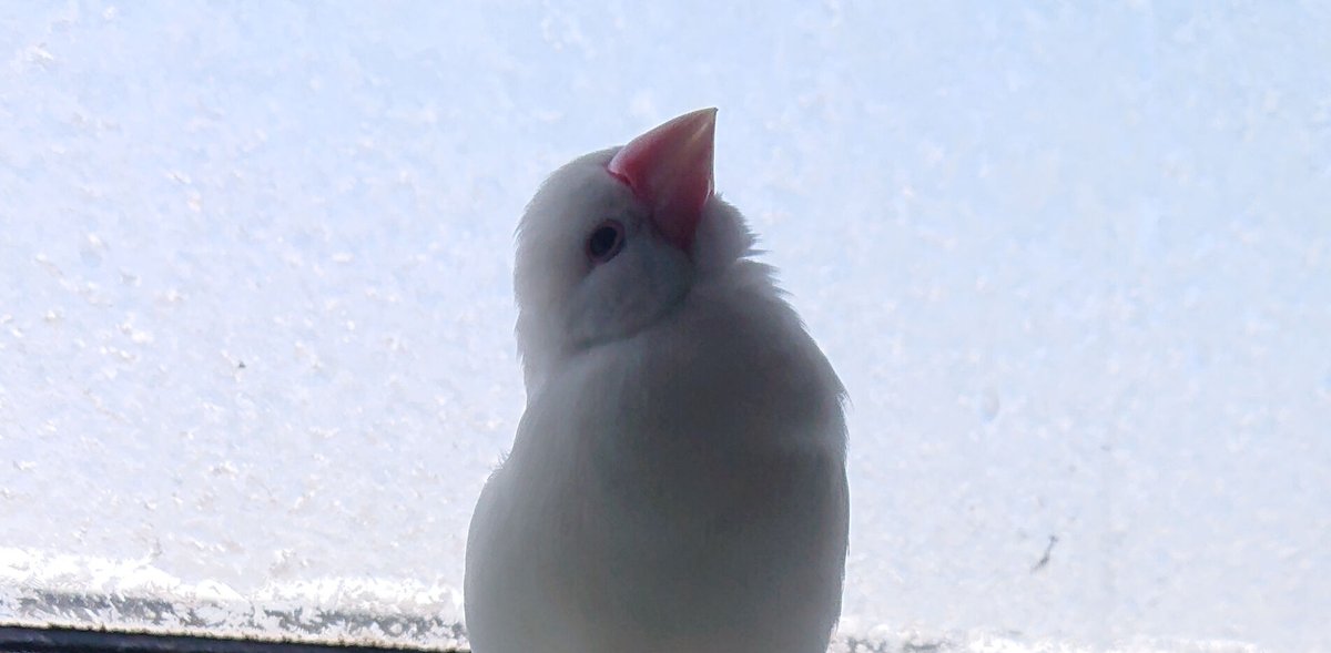 #全日本小首をかしげた鳥選手権