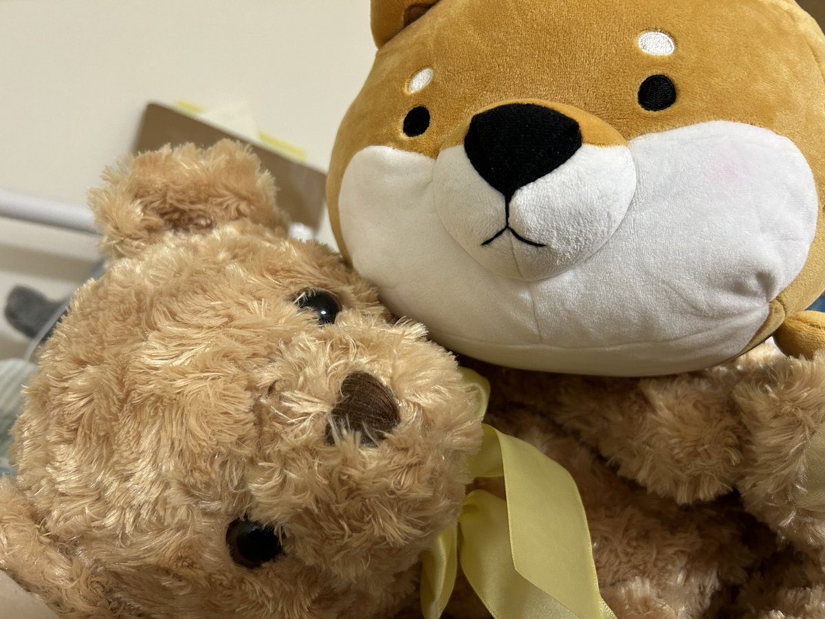 NonoAndKei's tweet photo. うちの可愛い子たち💕 https://t.co/EuwHZ3rkqS