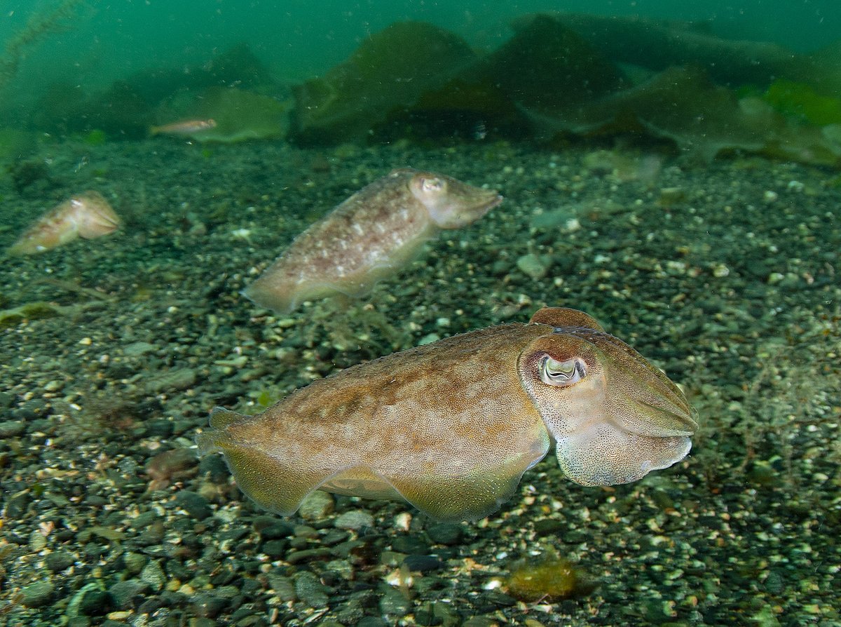 cuttle_cons's tweet image. It's #SquidandCuttlefishDay! Today we're celebrating how incredible these animals are ❤️ What's your favourite thing about cuttlefish?

📸 @paulnaylormarinephoto

#CuttlefishDay