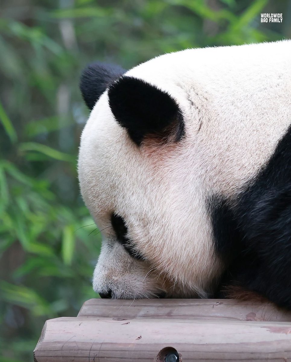 아...충격적으로 귀여움....
#러바오 #Lebao

출처-인스타 worldwide._.baofamily