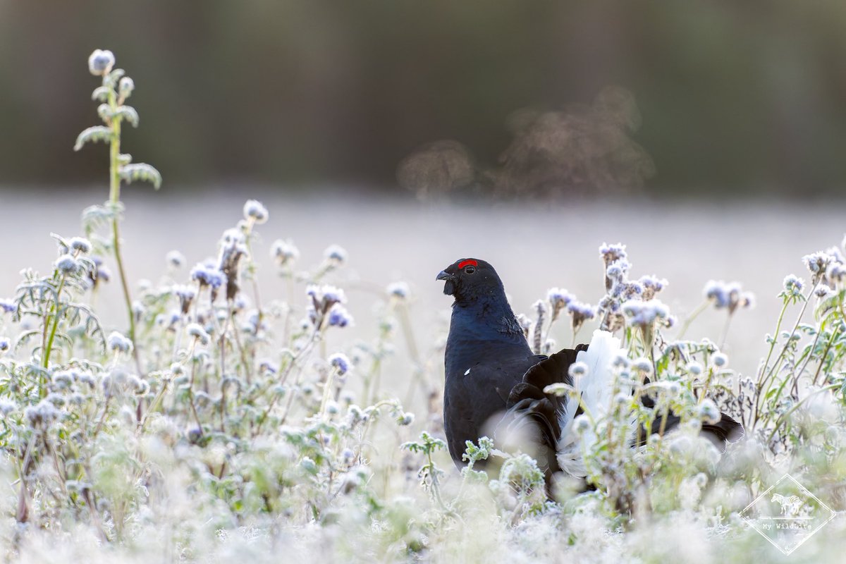 gregoryrohart's tweet image. Matinée givrée en Finlande 🥶

#blackgrouse #tetraslyre
