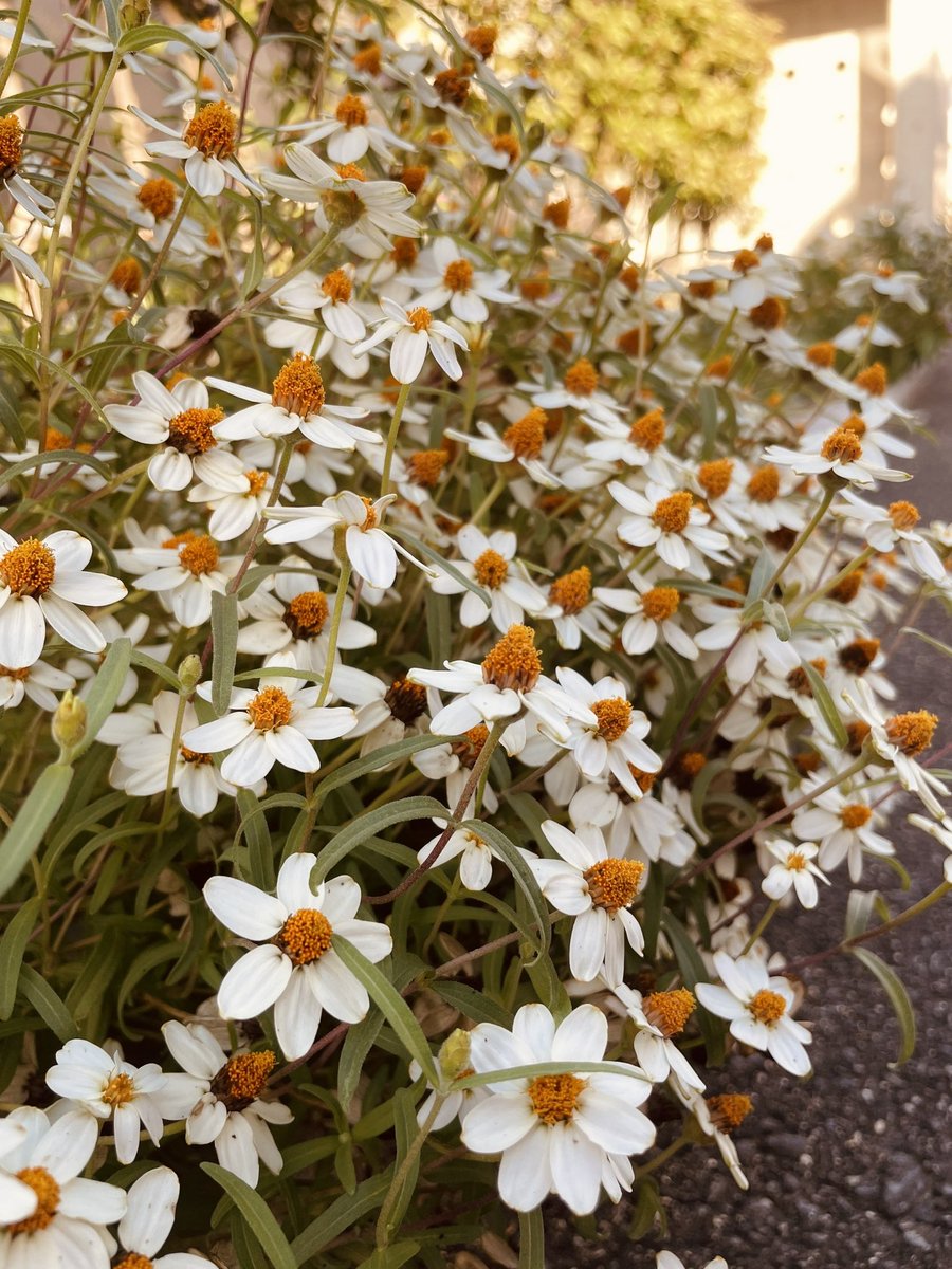 Pityoro_Chima's tweet image. ❇︎ .❈ *.・