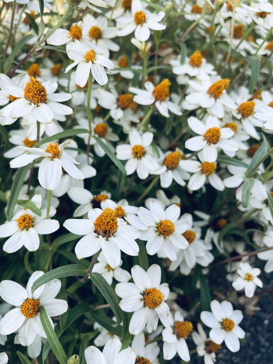 Pityoro_Chima's tweet image. ❇︎ .❈ *.・