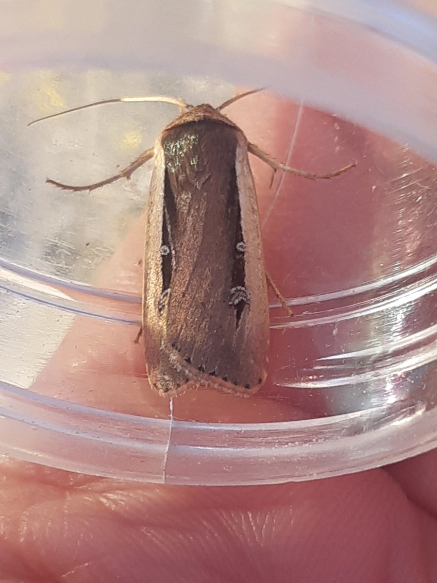 Shocked to find this pristine Radford's Flame Shoulder on the wall by the garden trap this morning. Might've used the F word when I saw it! Could only be the second for Lancs to one caught at Sunderland Point (VC60) at the weekend.