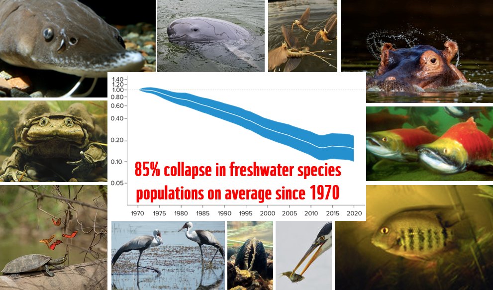 BREAKING: Freshwater species populations have crashed by 85% on average since 1970 - finds new <a href="/WWF/">WWF</a> &amp; <a href="/ZSLconservation/">ZSL Conservation</a> report!

We must scale up investment NOW in protecting and restoring our rivers, lakes and wetlands - for nature &amp; people

livingplanet.panda.org