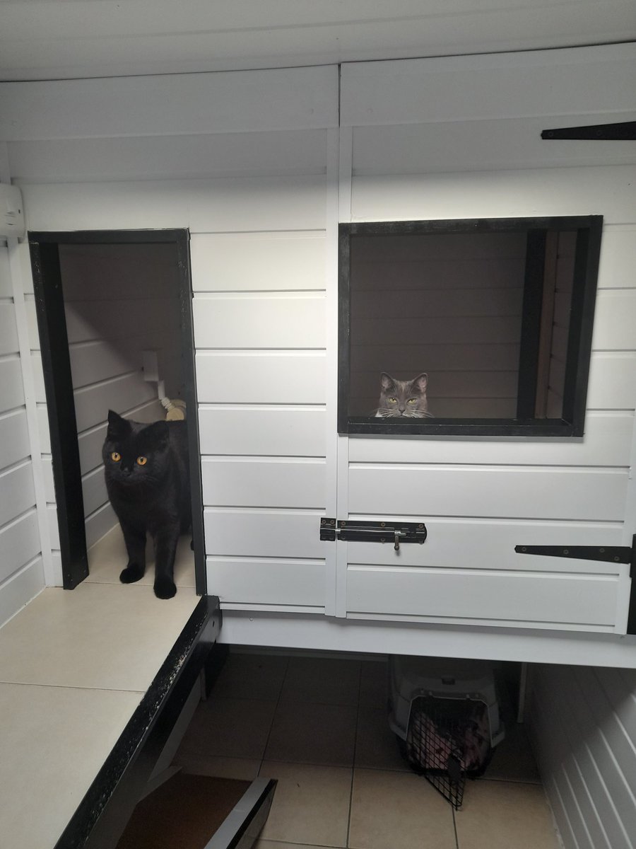 mora_munch's tweet photo. the cats are also on holiday https://t.co/GU7p6N9uQJ