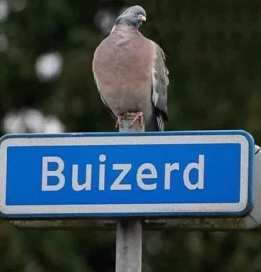 Wim Goorman tweet media