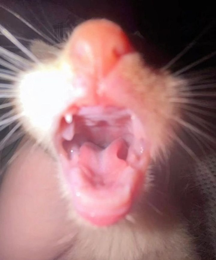 kfguac's tweet photo. @carrotlyn meowww https://t.co/Z6tM5nFUuT