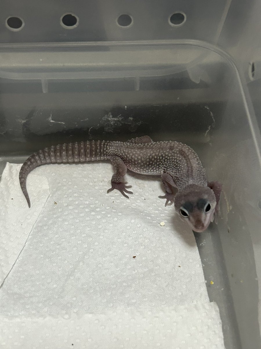 FsGecko's tweet image. 今年も面白い子達ハッチしてます！
👈スノーブリザード👉W&amp;amp;Yベル
 #爬虫類好きと繋がりたい   #爬虫類 #レオパ  #レオパードゲッコー  #ヒョウモントカゲモドキ  #繁殖 #長崎