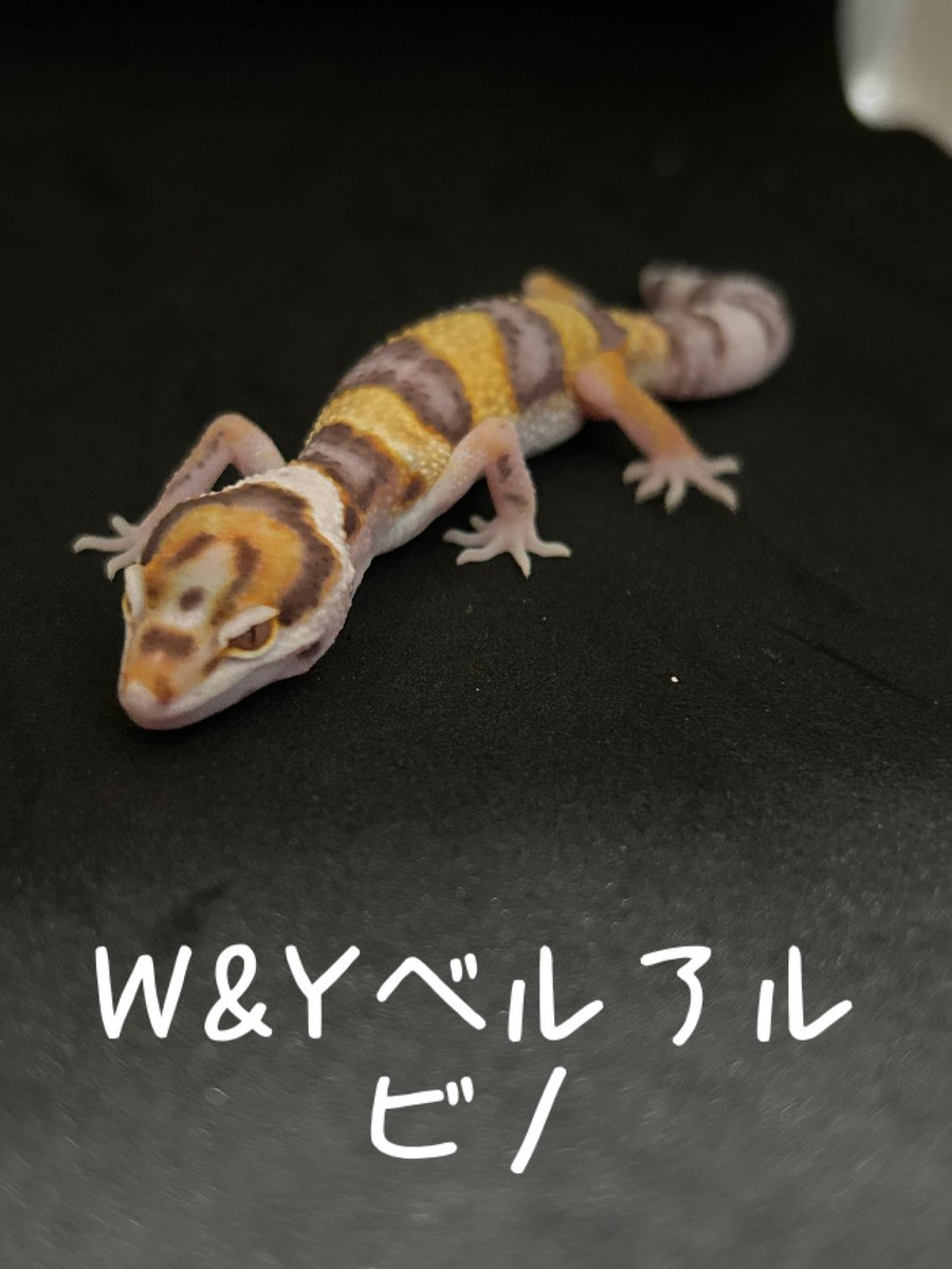 FsGecko's tweet image. 今年も面白い子達ハッチしてます！
👈スノーブリザード👉W&amp;amp;Yベル
 #爬虫類好きと繋がりたい   #爬虫類 #レオパ  #レオパードゲッコー  #ヒョウモントカゲモドキ  #繁殖 #長崎