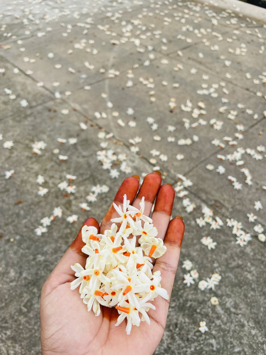 basicallyshree's tweet image. As per Hindu mythology, Indra, the King of Devas, took Parijat tree to Indraloka and planted it in his garden and gifted it to his wife, Indrani. Since then, the tree is referred to as Tree of the Universe and its flowers are considered as the Jewels of Gods
#parijat