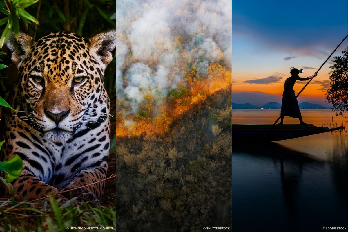 Bestånden av vilda ryggradsdjur har i snitt minskat med 73 % sen 1970, enligt #LivingPlanetReport.  Det beror på förluster av livsmiljöer, överexploateringar &amp; klimatförändringar. Världen närmar sig  kritiska brytpunkter. Dags att vända trenden!
wwf.se/pressmeddeland…