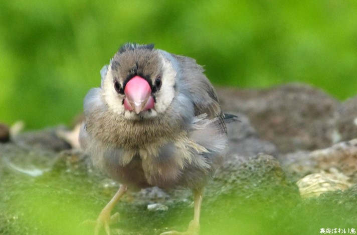 💕🍀🐥🥰💚💛💙💙💛💚🥰🍀🐥💕