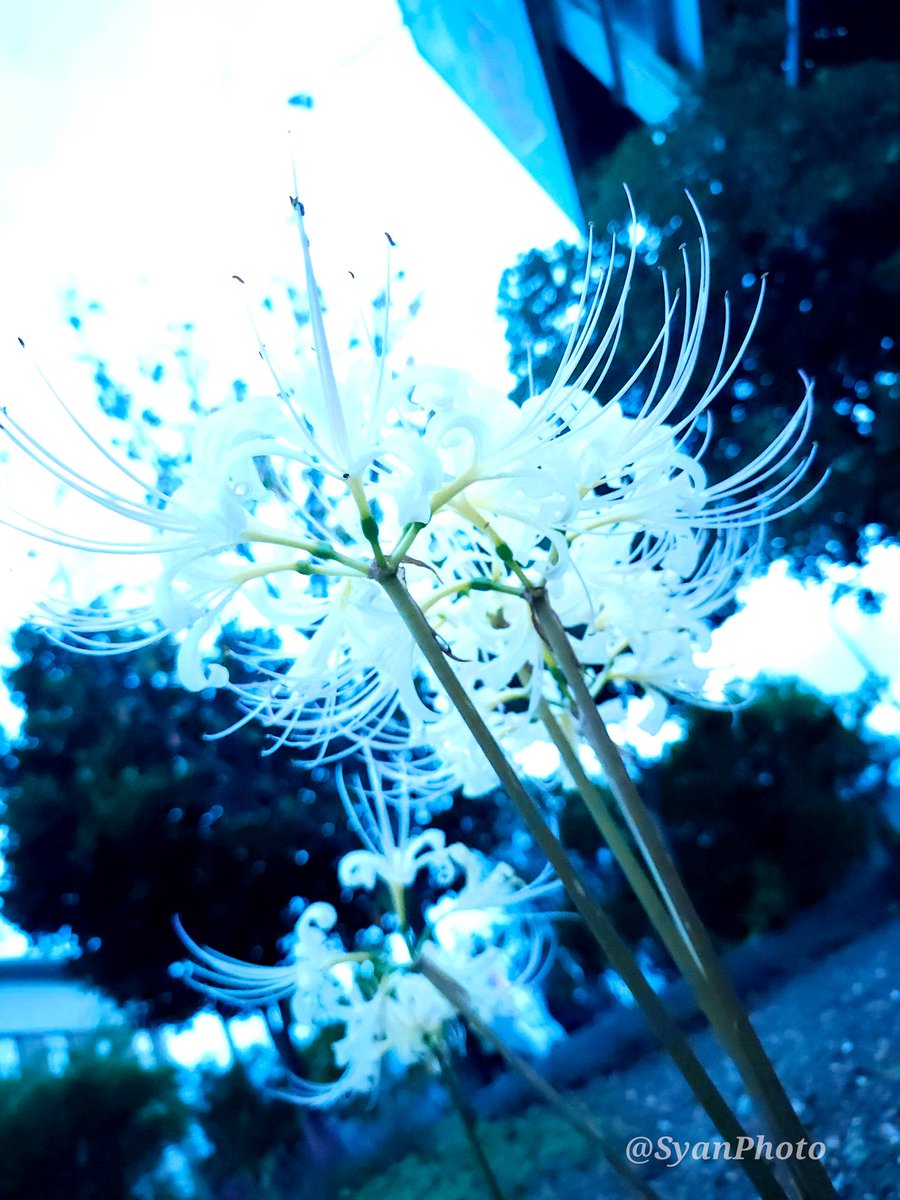 syanPhoto's tweet photo. 歩いててふと横見たら
白い #彼岸花 を見つけて📷

#Photo
#syanPhoto
#photography
#photograph
#花写真 #Flower https://t.co/6UZy7qXHHx
