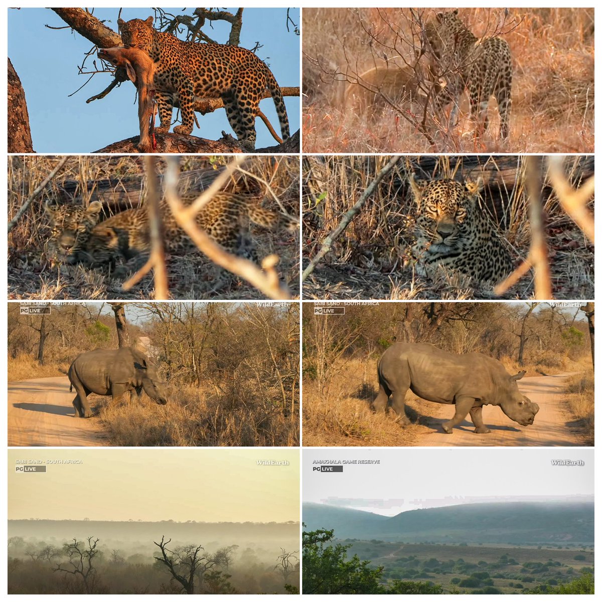JoyR_1980's tweet image. Sunrise safari 10 October 2024. Great start. 👑#Tlalamba  is such a good mom. #WildEarth