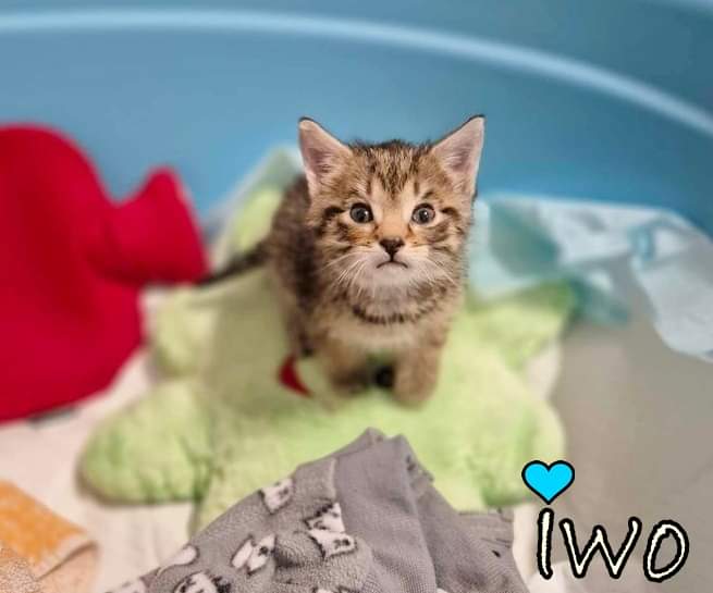 Malborkanimals's tweet photo. Dzień dobry, 
Kolejni nowi Podopieczni Malborskiego Stowarzyszenia Przyjaciół zwierząt Reks życzę państwu miłego dnia https://t.co/ZpHesaUqL8