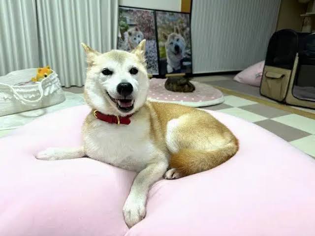 allDOGcoins333 tweet media