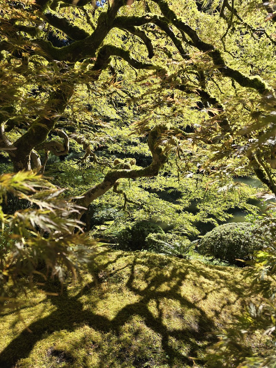 Le très beau jardin japonais de Portland !