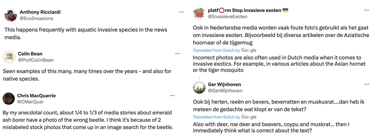 Mark Wong (@markklwong) on Twitter photo Grateful that <a href="/ConBiology/">Conservation Biology</a> published my letter about the use of inaccurate images in #invasivespecies news. Another journal had dismissed it as (simply) anecdotal. Responses to the article now suggest this may be a pervasive problem and for many taxa 🤔
conbio.onlinelibrary.wiley.com/doi/10.1111/co… Grateful that <a href="/ConBiology/">Conservation Biology</a> published my letter about the use of inaccurate images in #invasivespecies news. Another journal had dismissed it as (simply) anecdotal. Responses to the article now suggest this may be a pervasive problem and for many taxa 🤔
conbio.onlinelibrary.wiley.com/doi/10.1111/co…