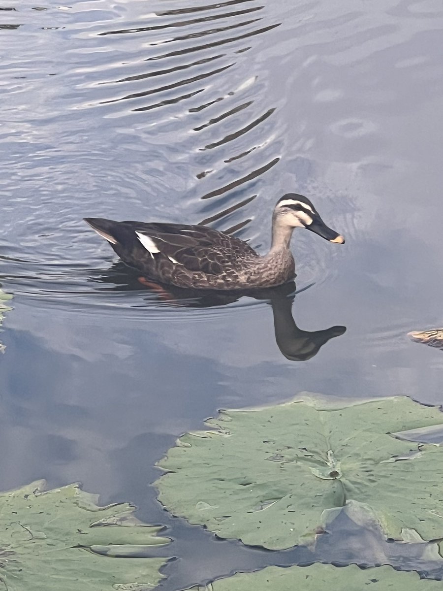 살빼고 다시 찍겠습니다ㅏ…
<a href="/Goldrabbit_kr/">골드래빗_잘로</a>