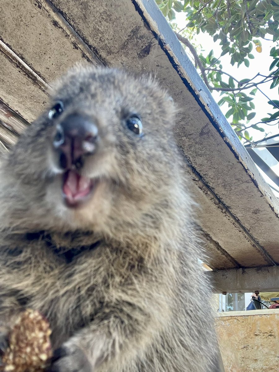 Rooooooohiro14's tweet image. パースの観光大使でも何でもないけど、
西オーストラリア絶対来た方がいいよ。
1ヶ月かけてのんびり観光してるけど大満足

#Broome
#Pinnacles 
#Busselton 
#RottnestIsland