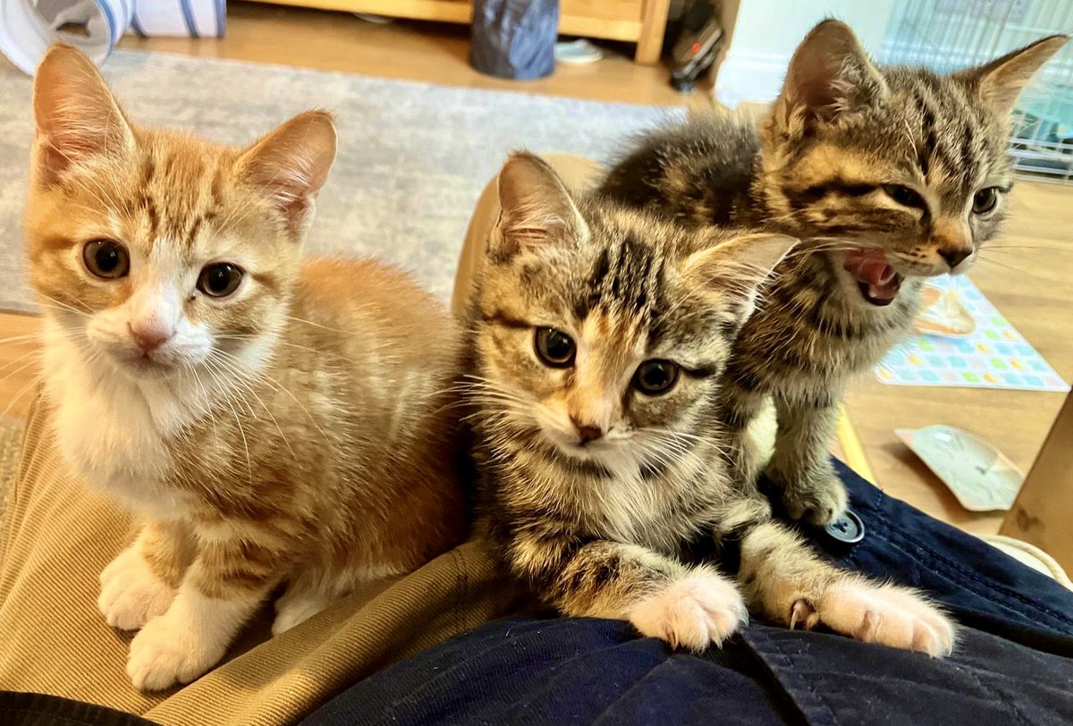 Malcolm & Baby Dog tweet media