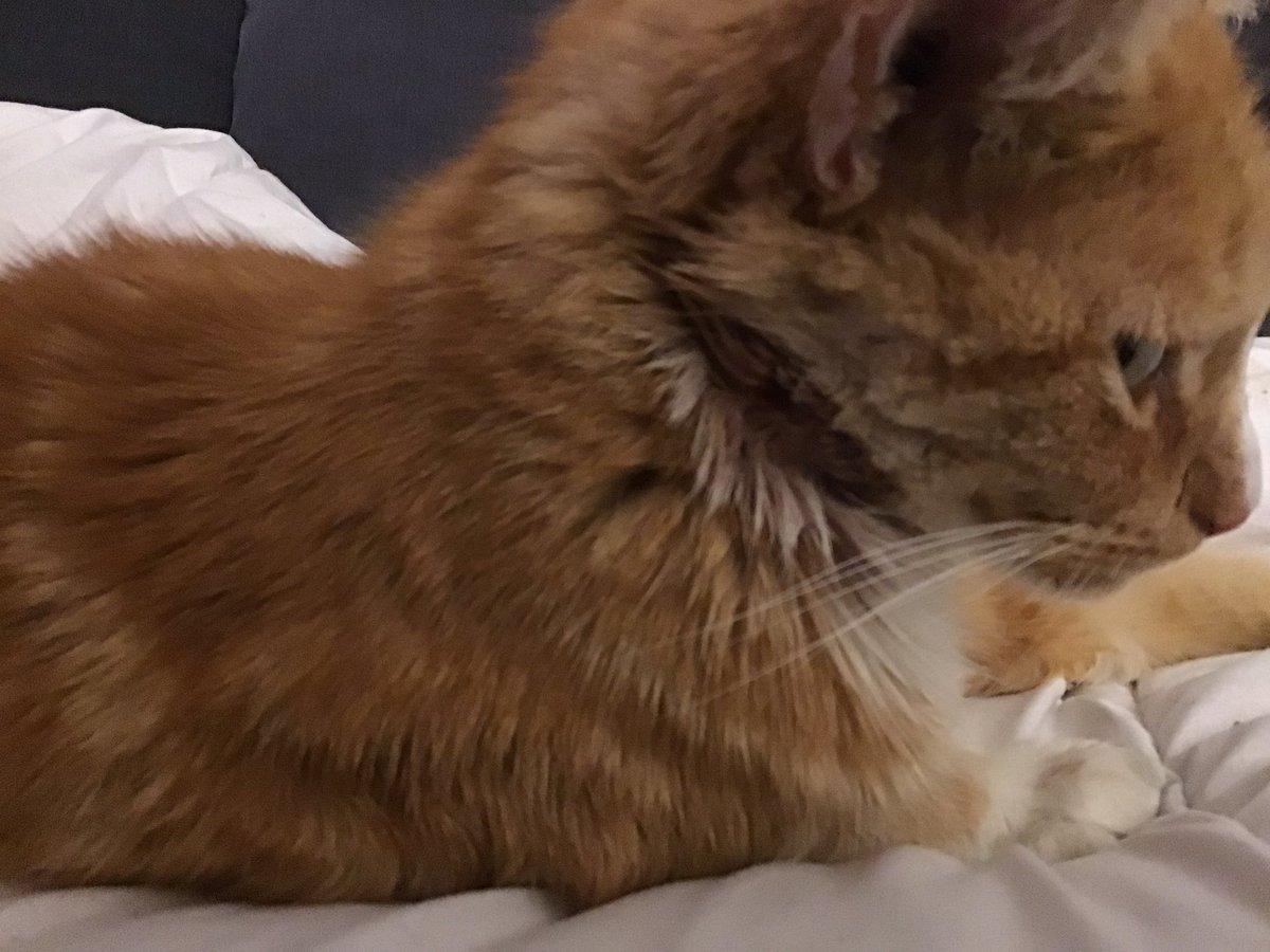 Looks bad, but it’s mostly the shaving! Had to open &amp; disinfect an abscess. At least I can eat again 🐟 Just a few more days of antibiotics and I’ll be back to my fierce self 🐾😼🐾 - signed, Maximus