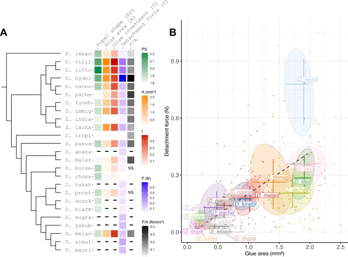 Virginie Courtier Orgogozo (@biol4ever) on Twitter photo Our paper on the adhesive properties of the glue of 25 Drosophila species is now published in <a href="/SciReports/">Scientific Reports</a> !
An important step for understanding adaptation and developing new bioadhesives.
nature.com/articles/s4159… Our paper on the adhesive properties of the glue of 25 Drosophila species is now published in <a href="/SciReports/">Scientific Reports</a> !
An important step for understanding adaptation and developing new bioadhesives.
nature.com/articles/s4159…