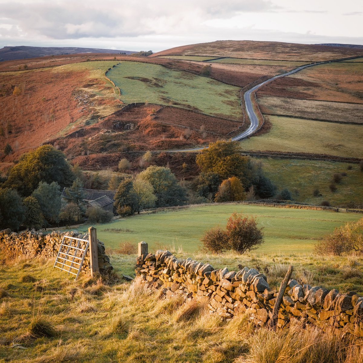 The hills of home are fading gently now as the year wears on and the light softens, the greens of summer replaced with bronze and gold. I love every curve and dip, every rocky bruise, the farm half-hiding in the trees and the stone walls marking ancient boundaries. #peakdistrict