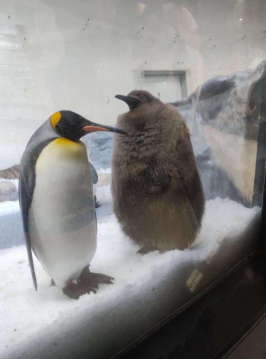 SometimesBuzz's tweet image. Pre-Pax Pesto sighting