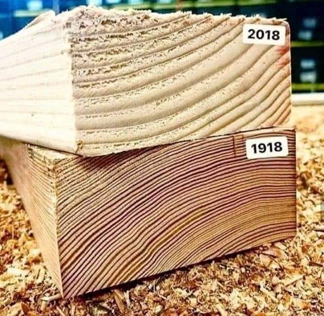 gomezdetejada's tweet photo. Viga de madera antigua (de hace un siglo) Vs viga de madera actual.

Lo que notas diferente son los anillos de crecimiento. Mientras que la antigua tiene 60, la nueva solo tiene 16 y cada anillo representa una temporadas de crecimiento del árbol, el cual genera uno nuevo cada año.
La madera antigua tardó mucho más en crecer. Es más densa, más resistente, arde más lento y es más resistente a los insectos. 

La madera nueva se cultivó con el único propósito de ser utilizada en construcción, con un crecimiento acelerado. Es más ligera, más barata y más fácil de trabajar, aunque también se deforma más fácilmente, se pudre más rápido y es más inflamable en comparación a la madera antigua.