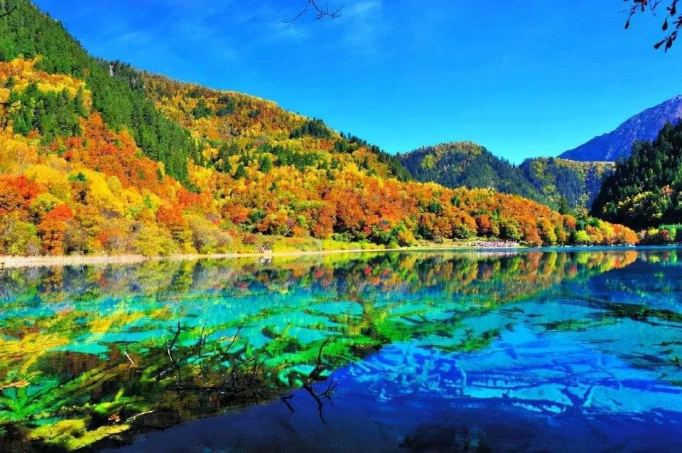 种花家的油城 tweet media