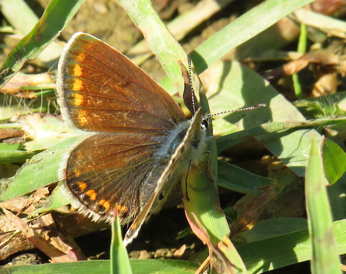 #hangitür ?
Polyommatus celina olabilir mi? Türkiye'de kaydı yok sanırım. İcarus da olabilir tabii.