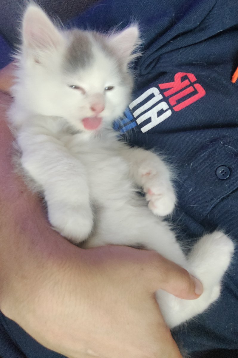 BalthasarGelt4's tweet photo. @ThunderPsyker  have some more random cat pics out of the blue https://t.co/QTKnv4bD1R
