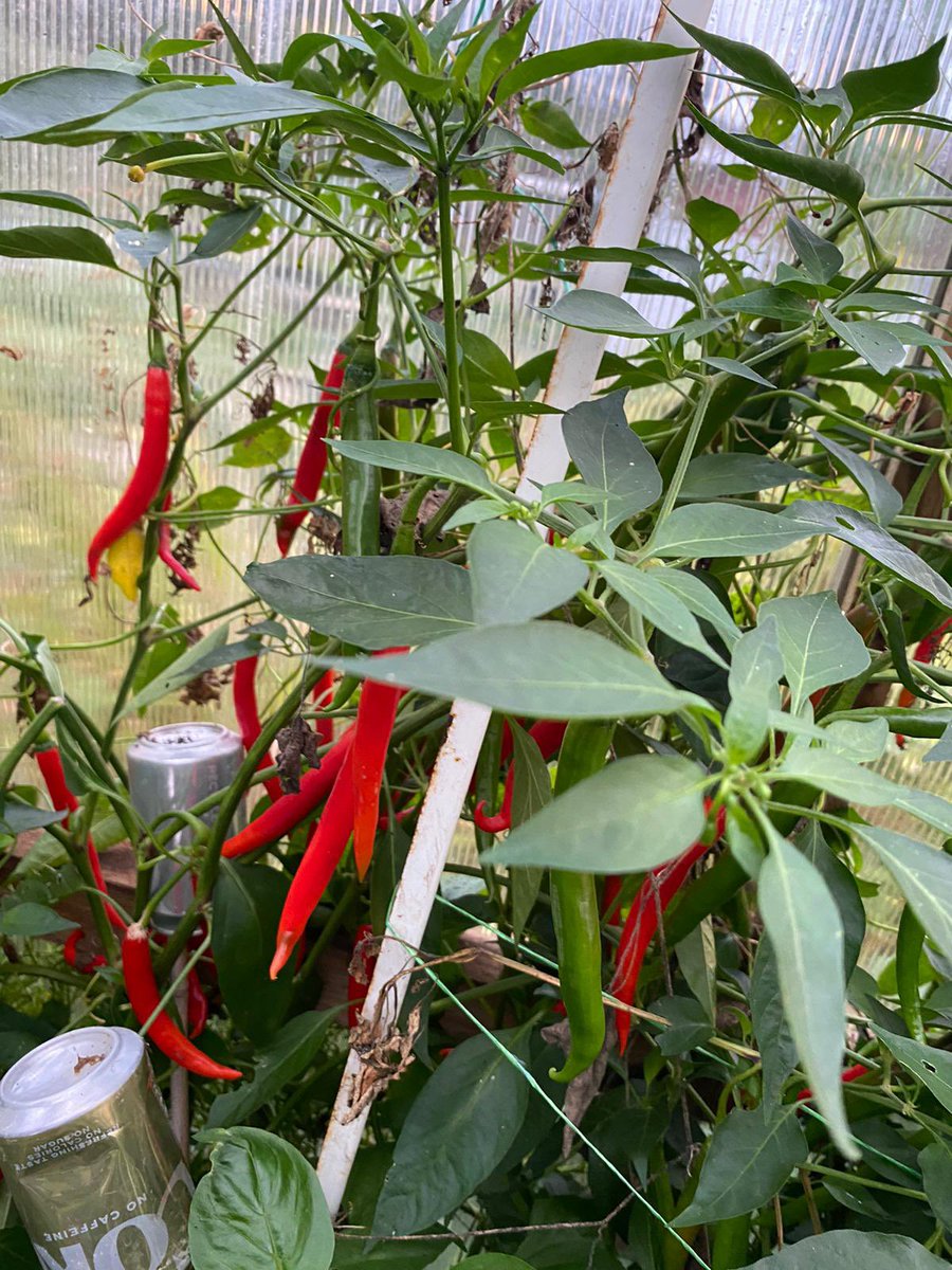 Seeder_Wood's tweet photo. Homegrown beauties, picked by #Alex12 yesterday. To be distributed amongst family and friends 🤩#chilli #growyourown #allotment https://t.co/pW8oaJciJu